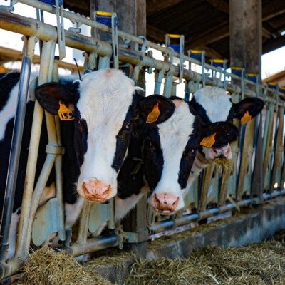 Benessere dei bovini e macellazione: la valutazione EFSA