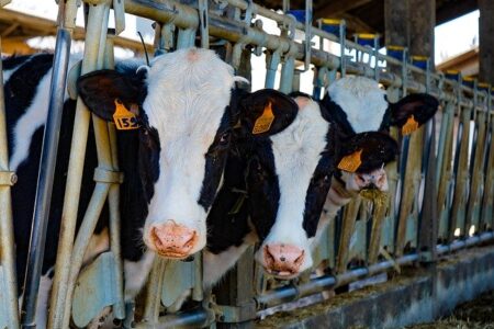 Benessere dei bovini e macellazione: la valutazione EFSA