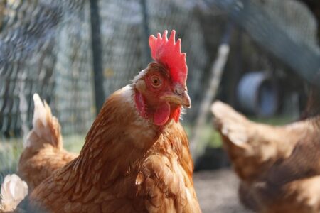 Indennizzi per influenza aviaria: prorogato il termine per la domanda
