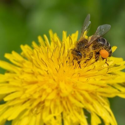 Giornata mondiale delle api: “C’era una volta, 100 milioni di anni fa,…”