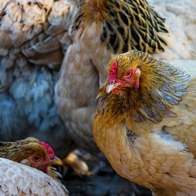 Ancora focolai di influenza aviaria in Europa