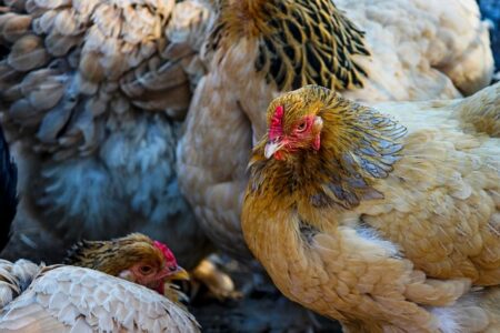 Ancora focolai di influenza aviaria in Europa