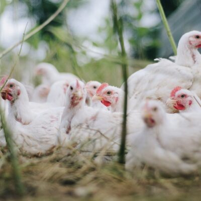 Rapporto annuale influenza aviaria 2019