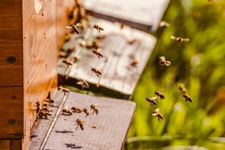 Fattori di stress nelle api: al via la consultazione pubblica