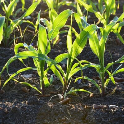 Il Consiglio di Stato sul divieto di coltivazione di OGM