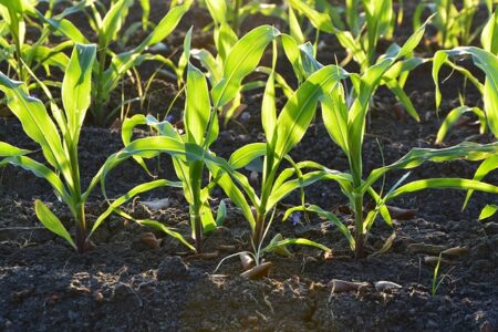 Il Consiglio di Stato sul divieto di coltivazione di OGM