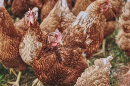 Influenza aviaria e contagio umano: le raccomandazioni OMS