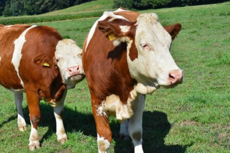 In calo l’uso di antibiotici negli animali da produzione
