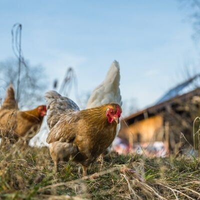 Influenza aviaria: nuovi focolai anche in Italia. Misure di protezione